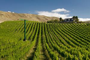 Ripe for the picking &#8211; an organic vineyard in Marlborough's Brancott Valley is on the market for sale through a receivership auction process. 